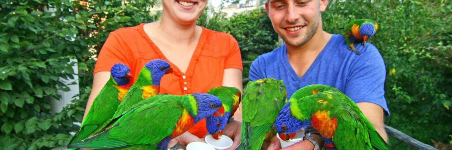 Loris füttern im Vogelpark Marlow